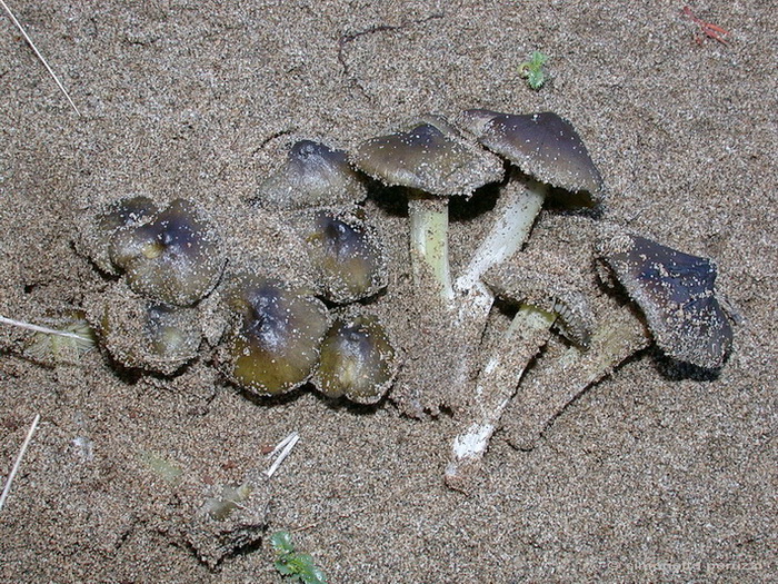 Funghi delle dune e retrodune...